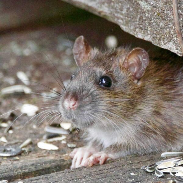 rats hantavirus