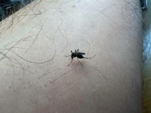 problèmes moustiques occitanie