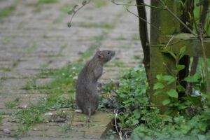 rats ville