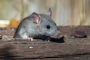 tuer rats immeuble toulouse